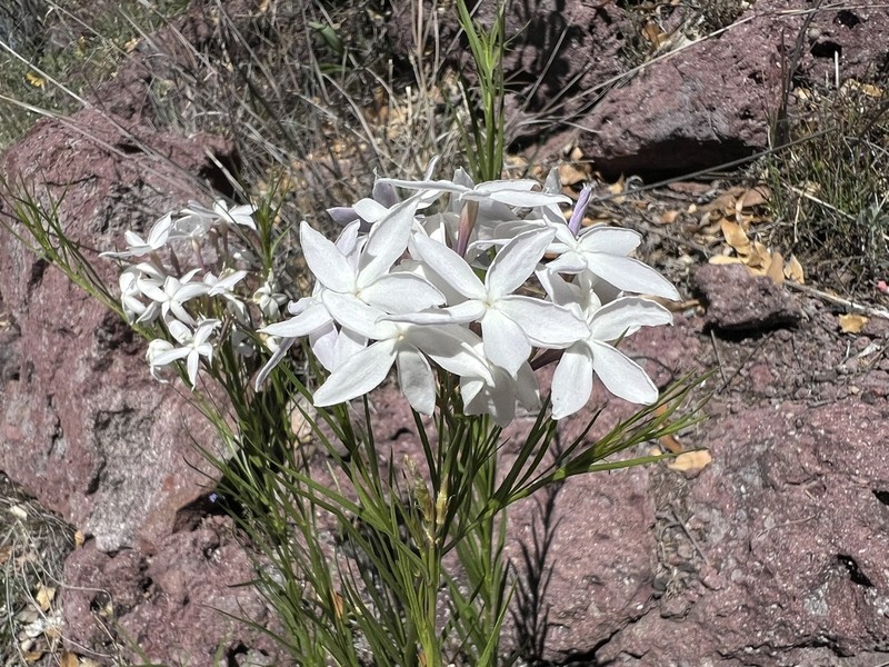 Arizona Bluestar photo 2