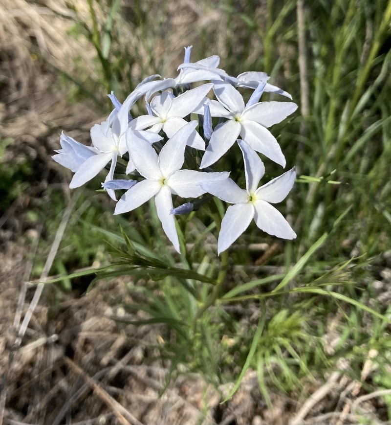 Arizona Bluestar photo 3