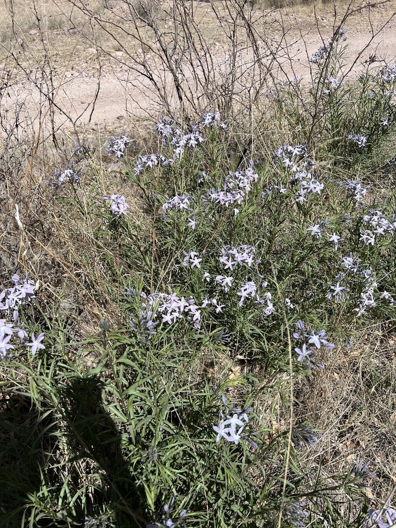Arizona Bluestar photo 4