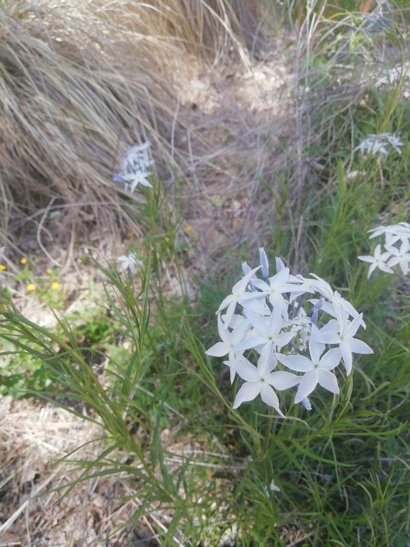 Arizona Bluestar photo 5