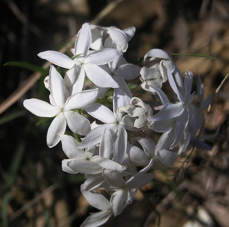 Arizona Bluestar photo 6