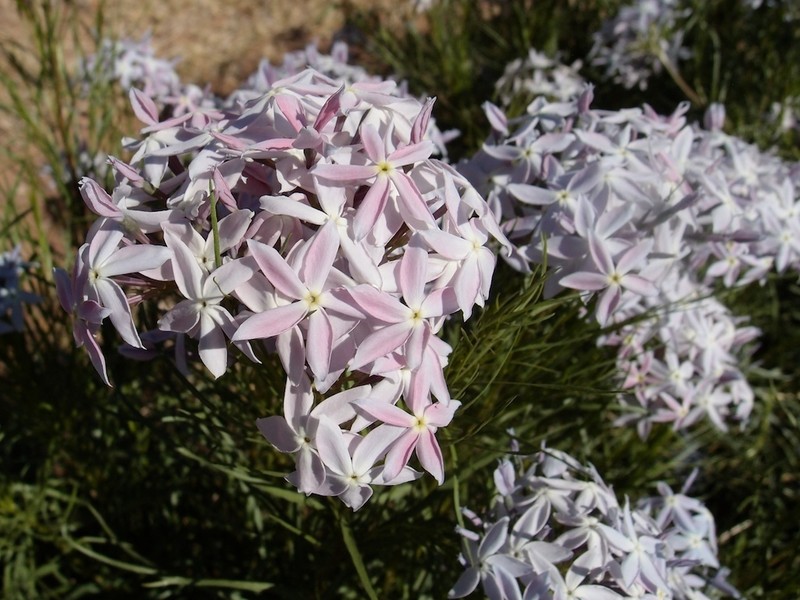 Arizona Bluestar photo 7