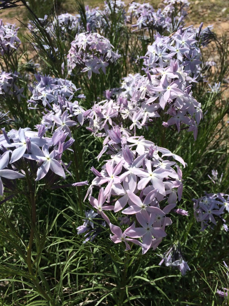 Arizona Bluestar photo 8
