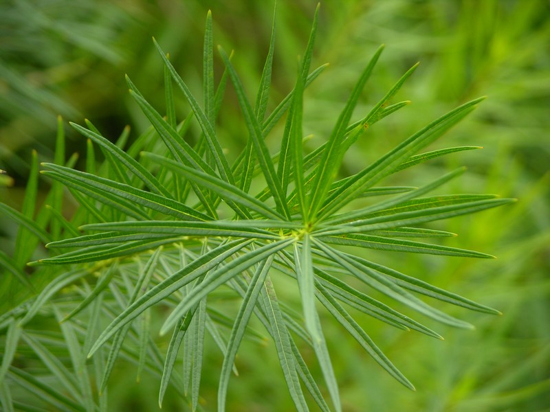 Hubricht's Bluestar photo 2