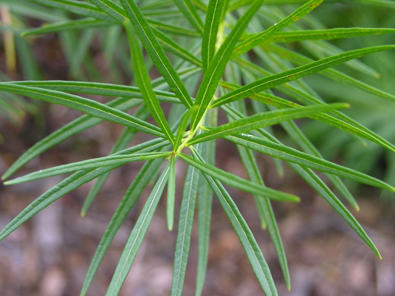 Hubricht's Bluestar photo 3