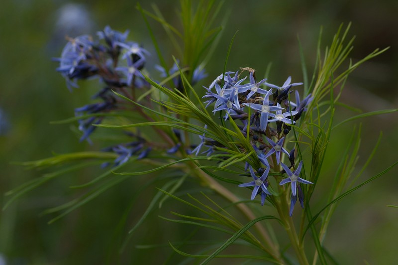 Hubricht's Bluestar photo 4