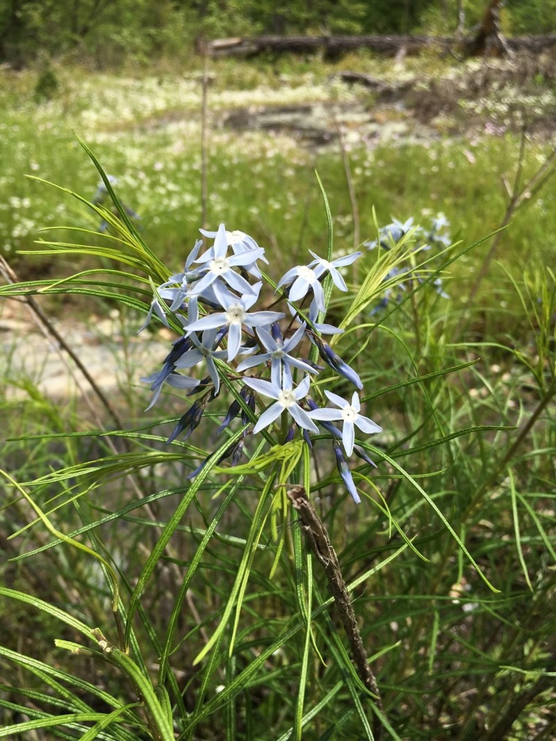 Hubricht's Bluestar photo 5