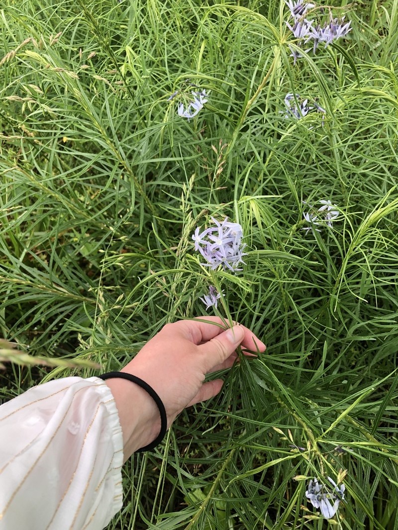 Hubricht's Bluestar photo 6