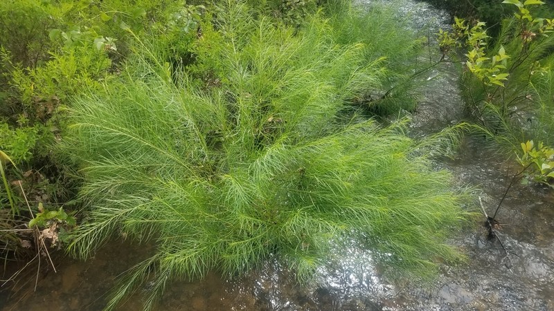 Hubricht's Bluestar photo 7
