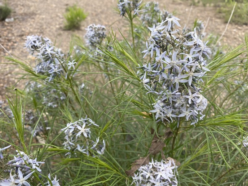 Hubricht's Bluestar photo 8