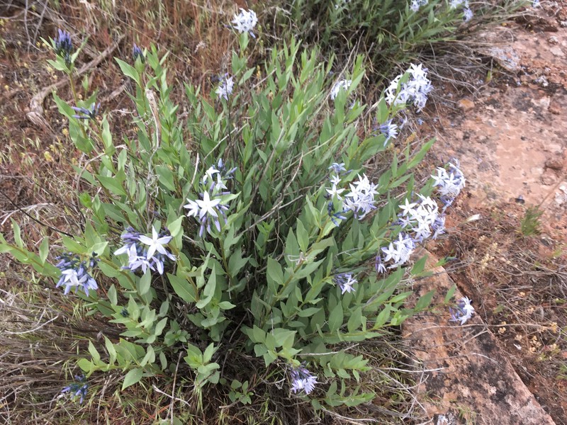 Jones' Bluestar photo 2