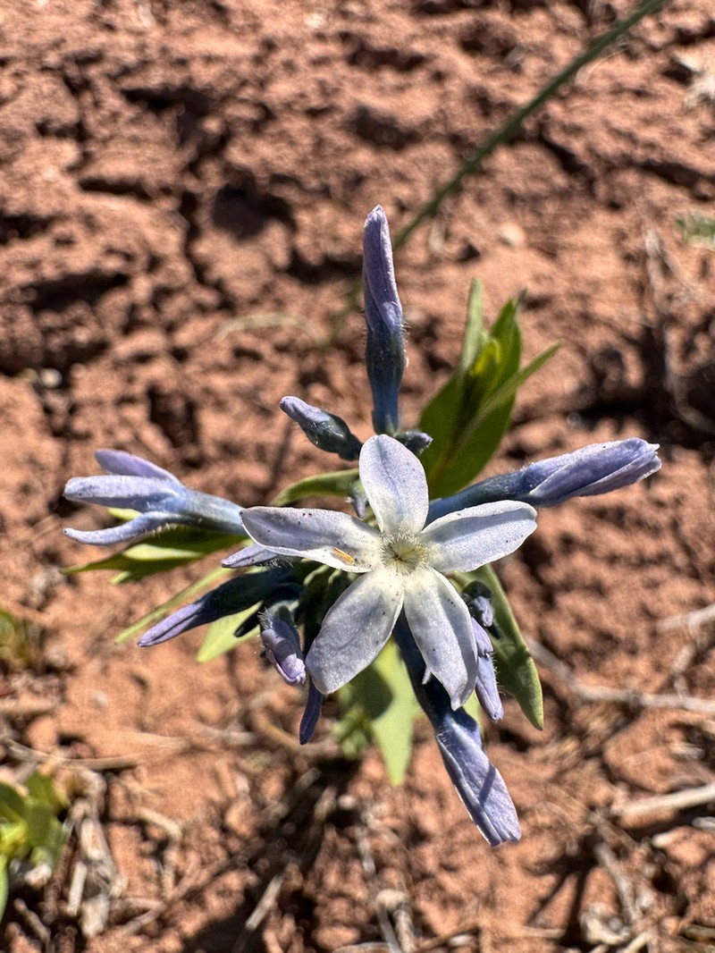 Jones' Bluestar photo 3
