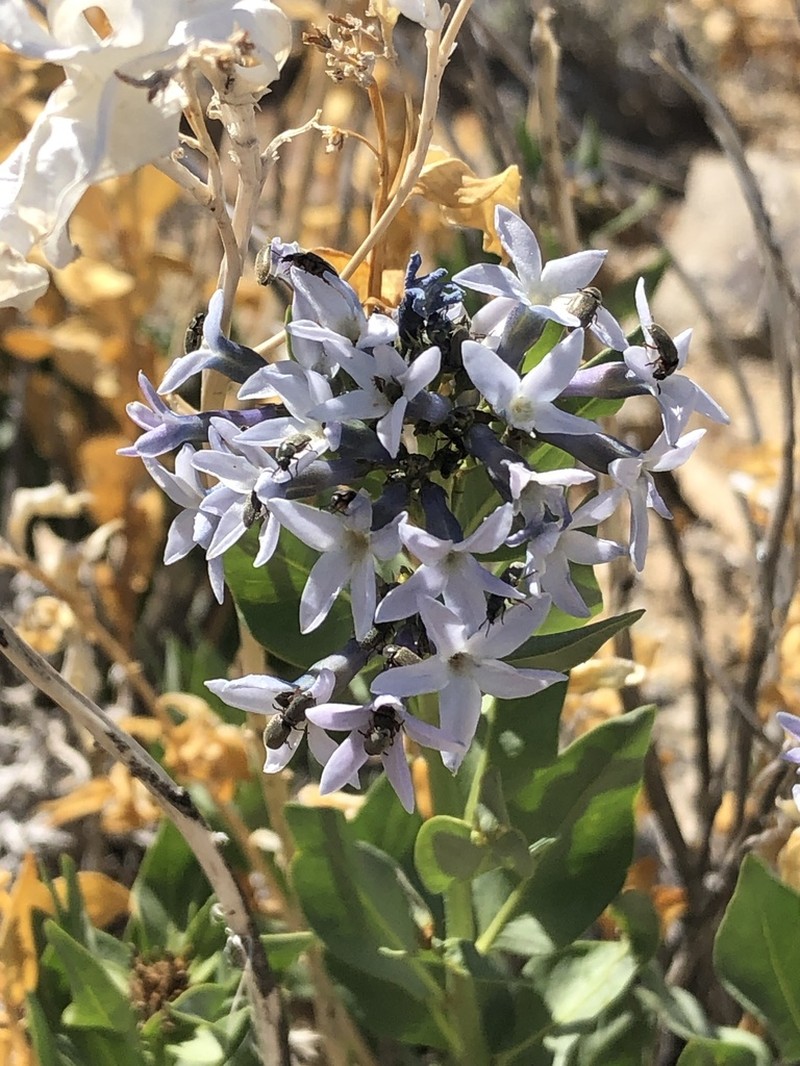 Jones' Bluestar photo 4