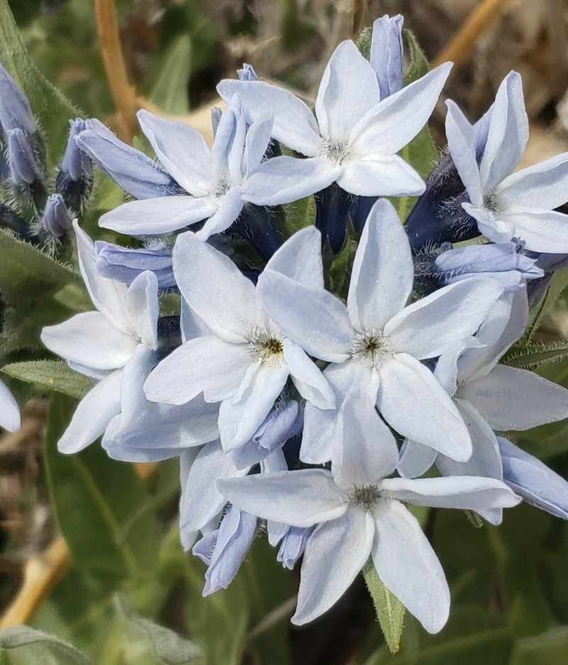 Jones' Bluestar photo 5