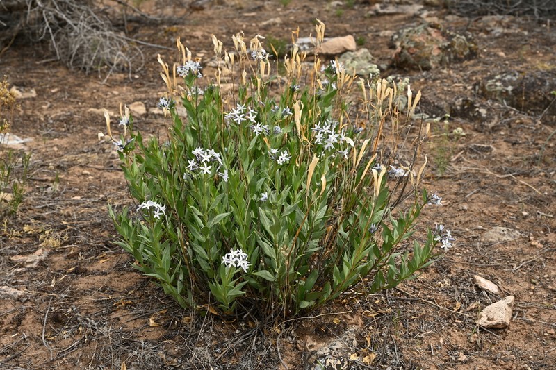Jones' Bluestar photo 6
