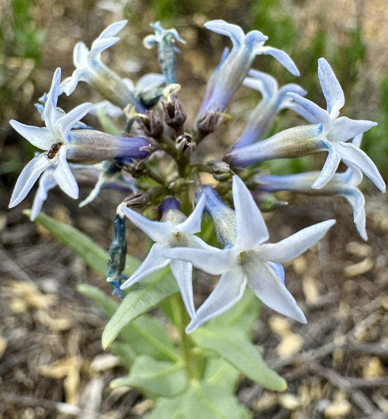 Jones' Bluestar photo 7