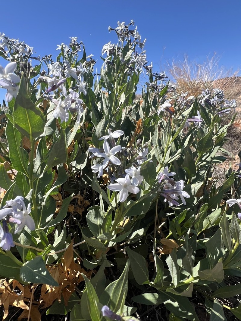 Jones' Bluestar photo 8