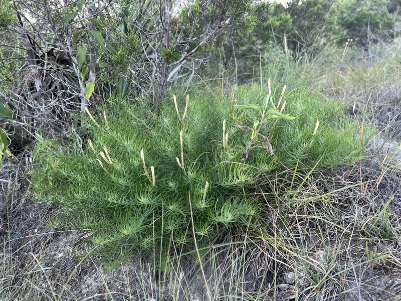 Tubular Bluestar