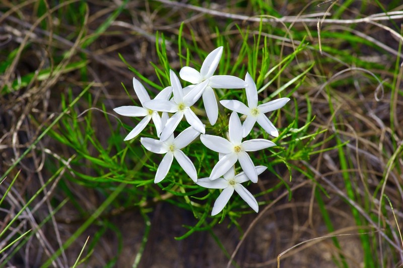 Tubular Bluestar photo 4