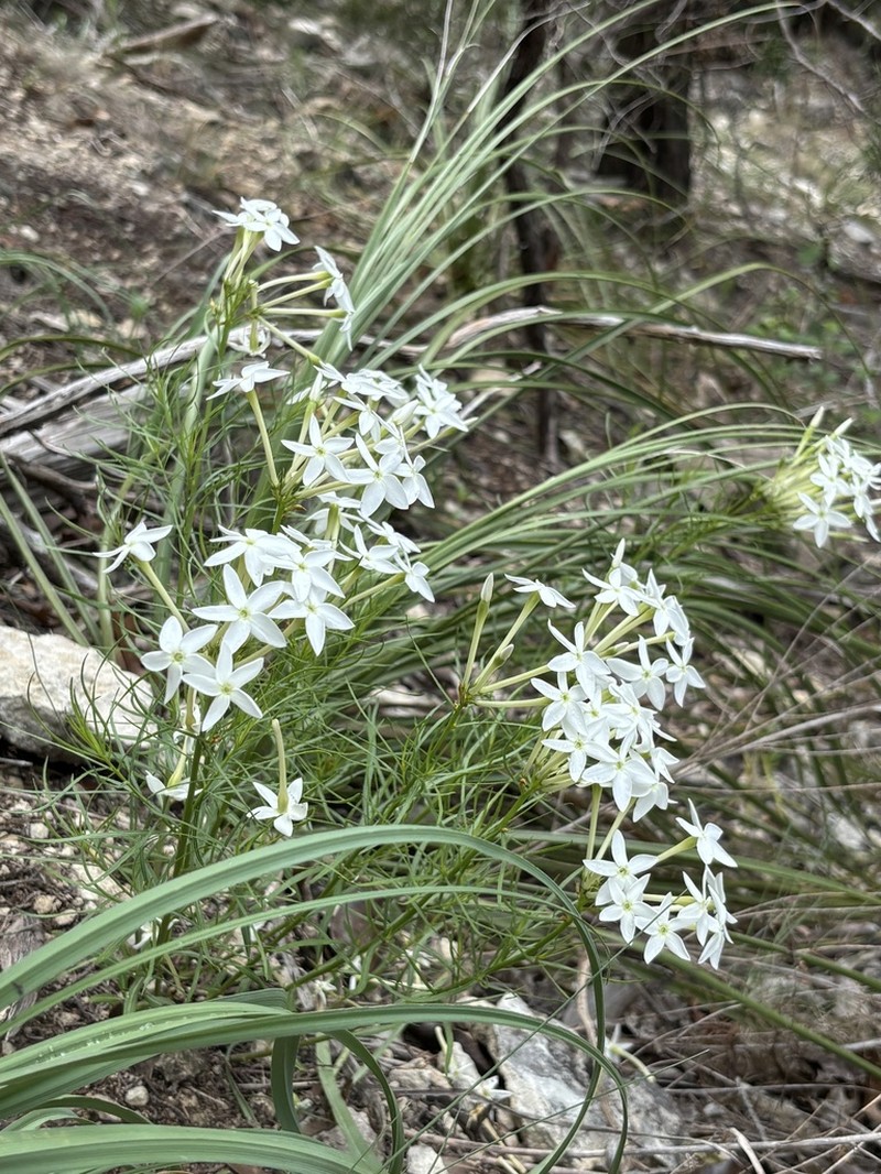 Tubular Bluestar photo 8
