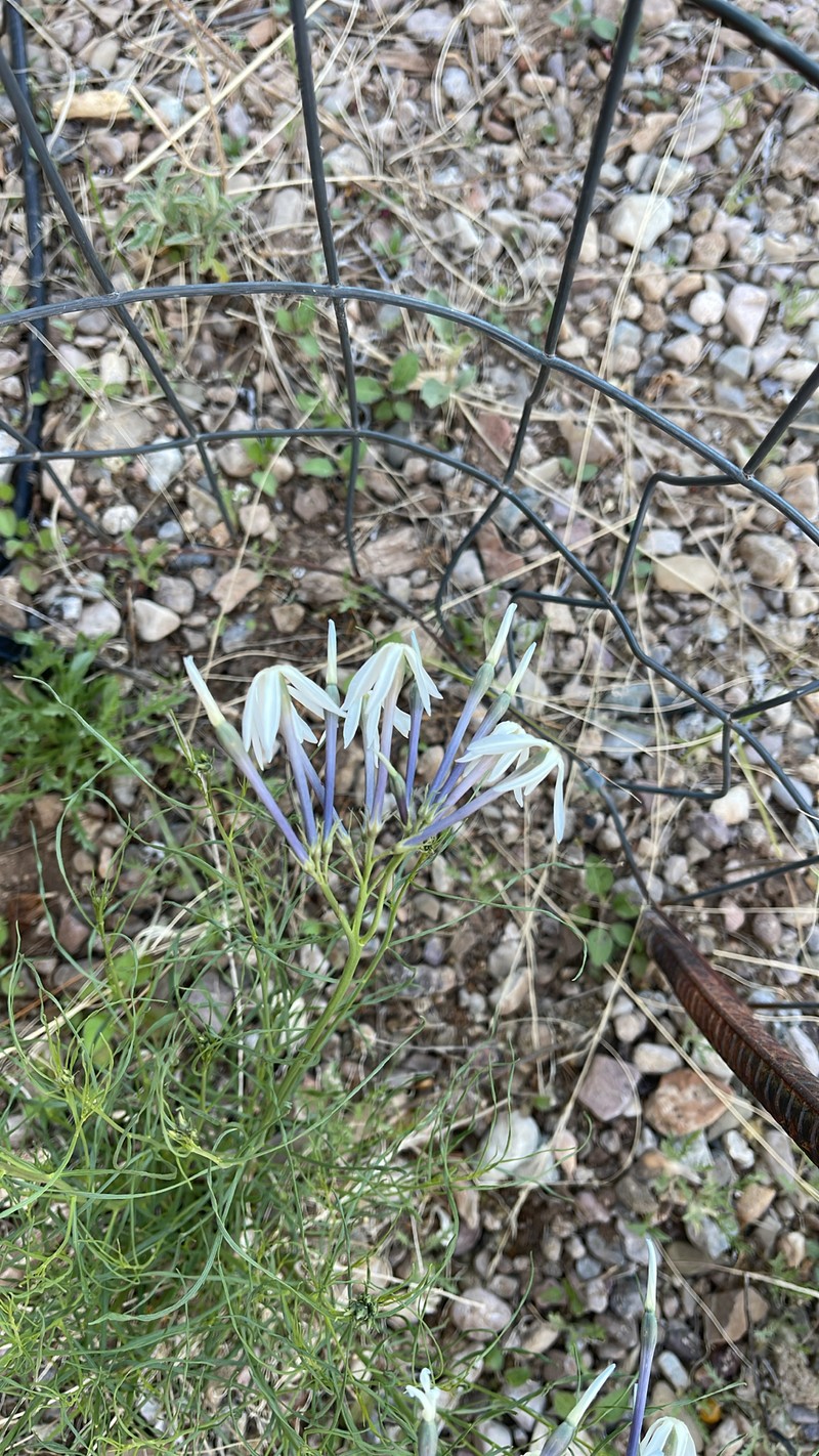 Amsonia longiflora var. longiflora