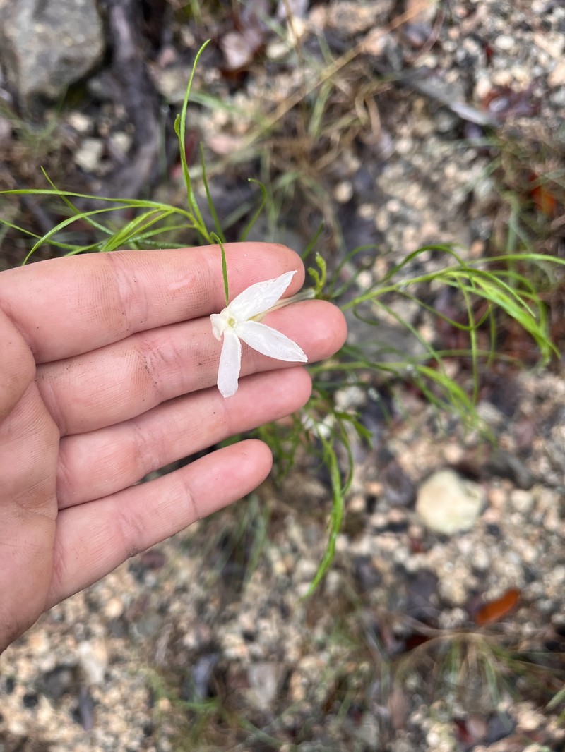 Amsonia longiflora var. longiflora photo 2