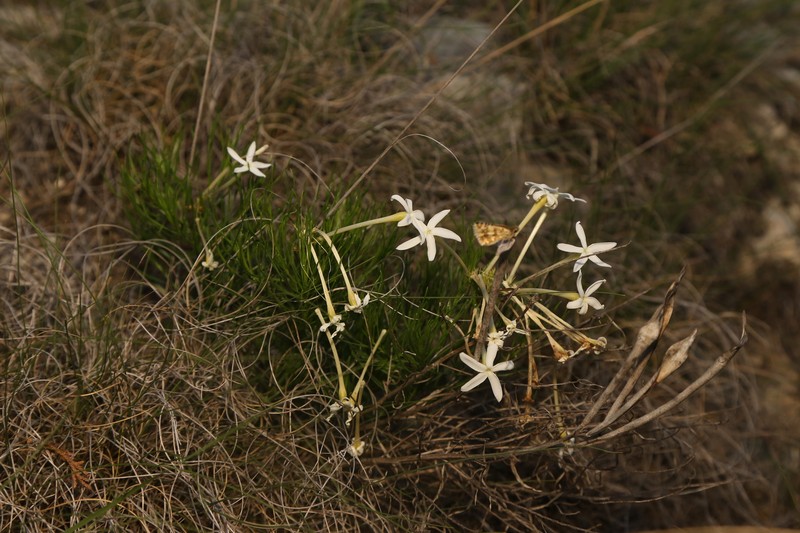 Amsonia longiflora var. longiflora photo 3