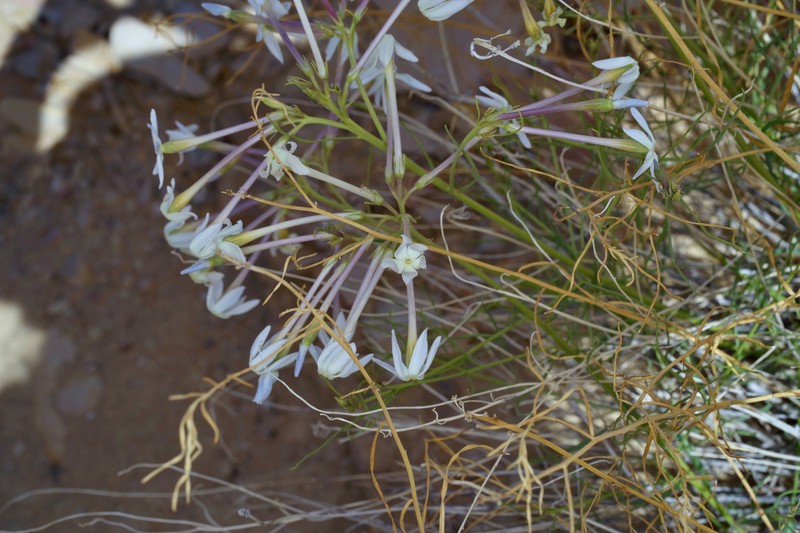 Amsonia longiflora var. longiflora photo 5