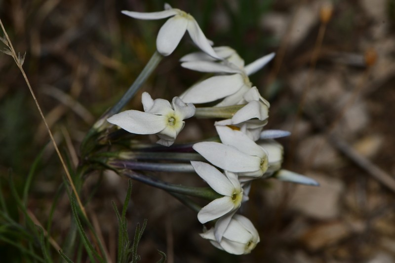 Amsonia longiflora var. longiflora photo 6