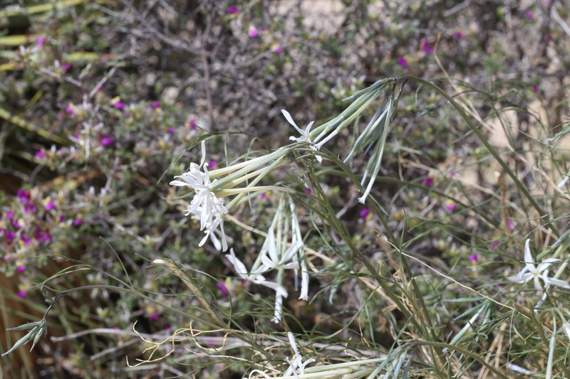 Amsonia longiflora var. longiflora photo 8