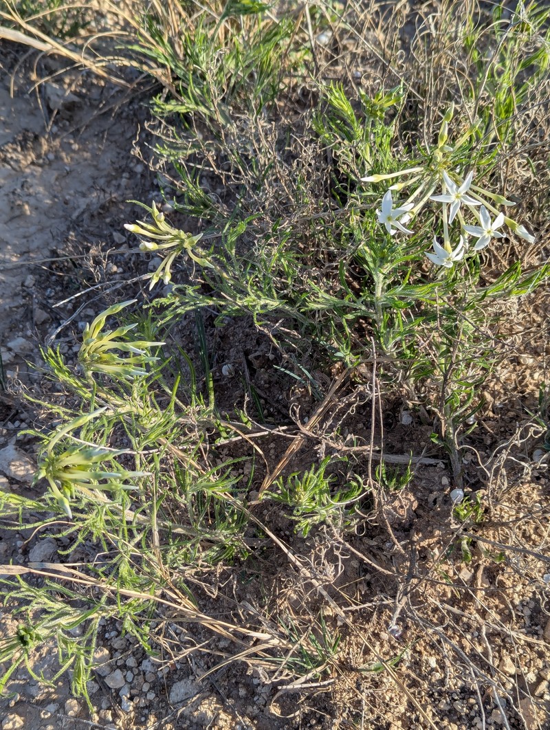 Amsonia longiflora var. salpignantha