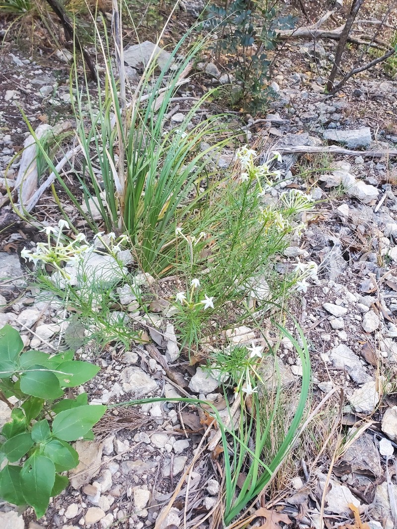 Amsonia longiflora var. salpignantha photo 2