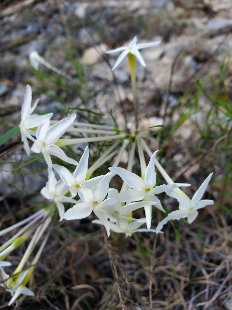 Amsonia longiflora var. salpignantha photo 3