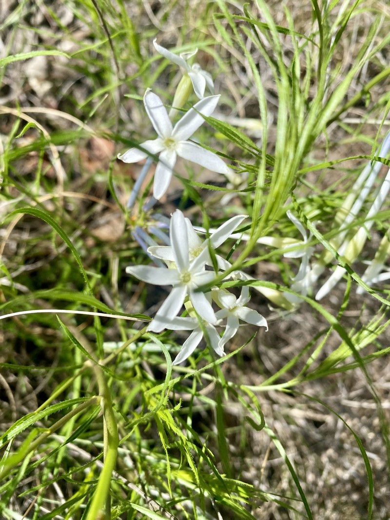Amsonia longiflora var. salpignantha photo 4