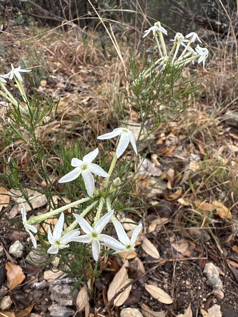 Amsonia longiflora var. salpignantha photo 5