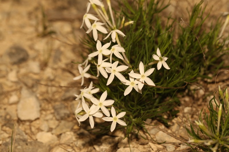 Amsonia longiflora var. salpignantha photo 6