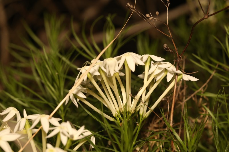 Amsonia longiflora var. salpignantha photo 7