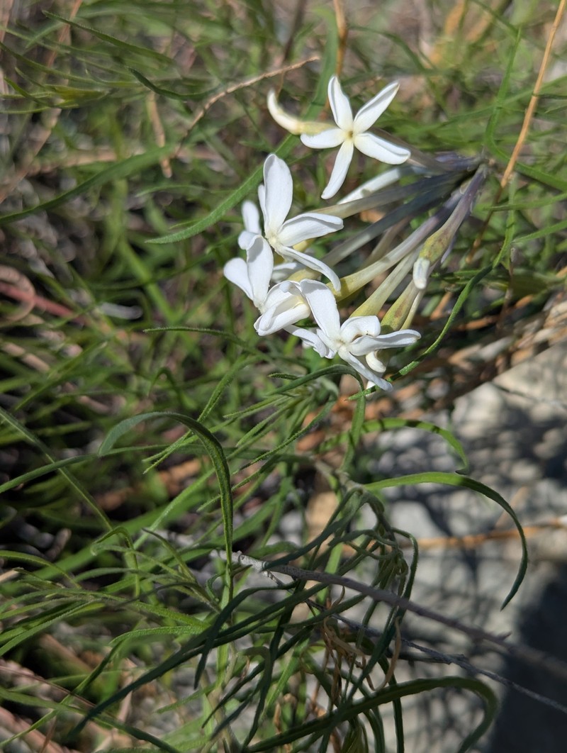 Amsonia longiflora var. salpignantha photo 8