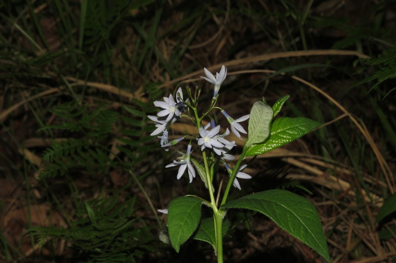 Louisiana Bluestar