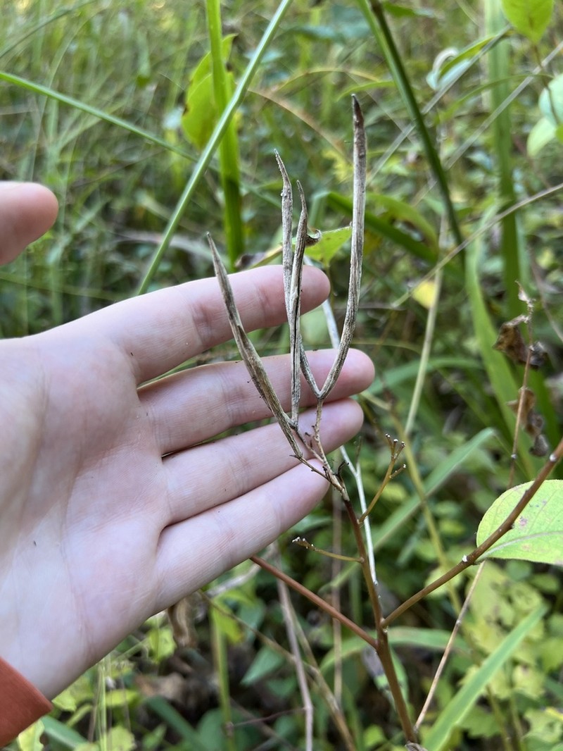 Louisiana Bluestar photo 2