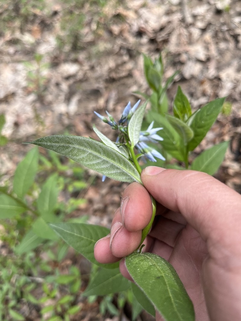 Louisiana Bluestar photo 3