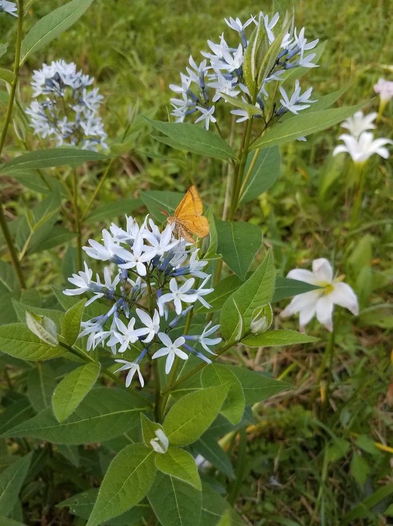 Louisiana Bluestar photo 4