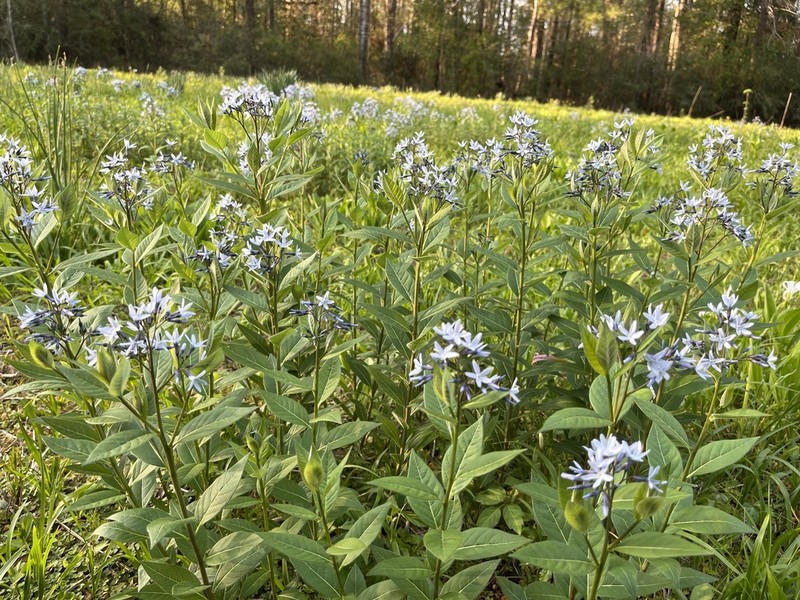 Louisiana Bluestar photo 5