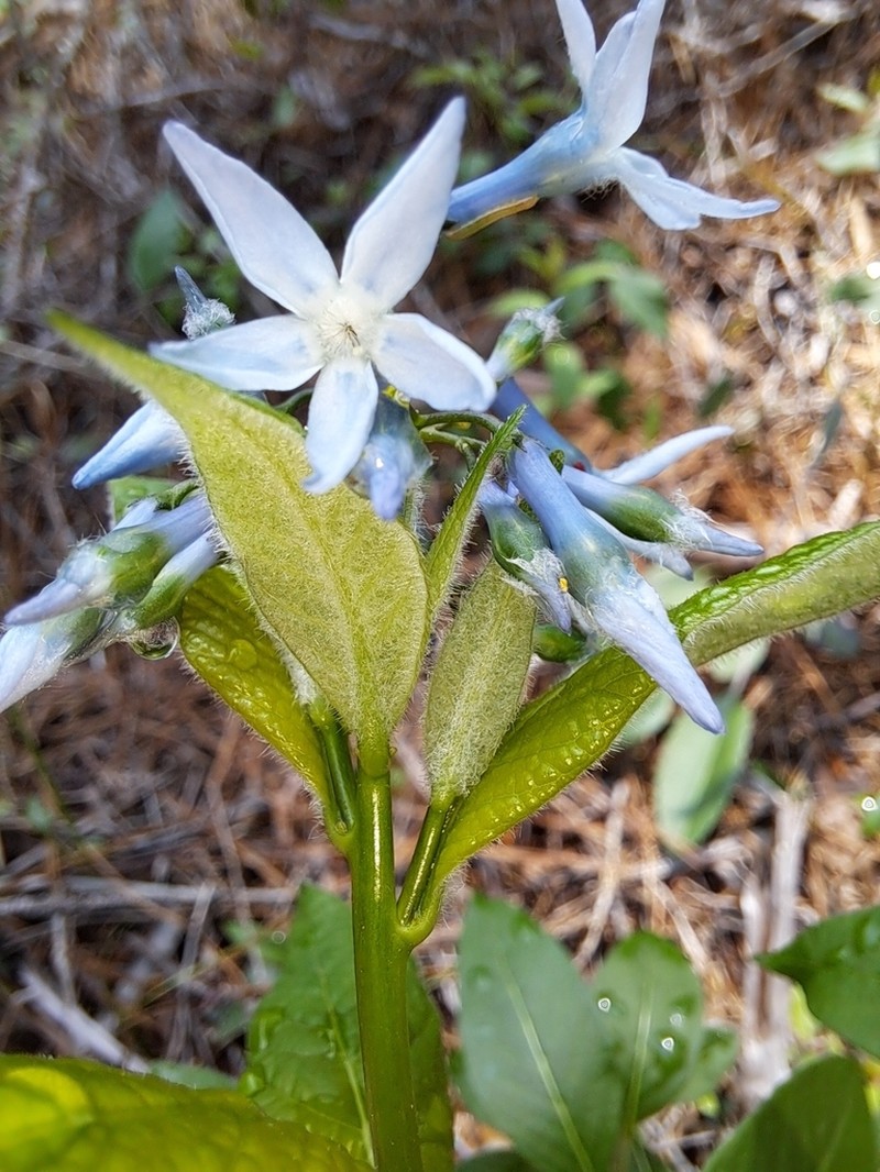 Louisiana Bluestar photo 6