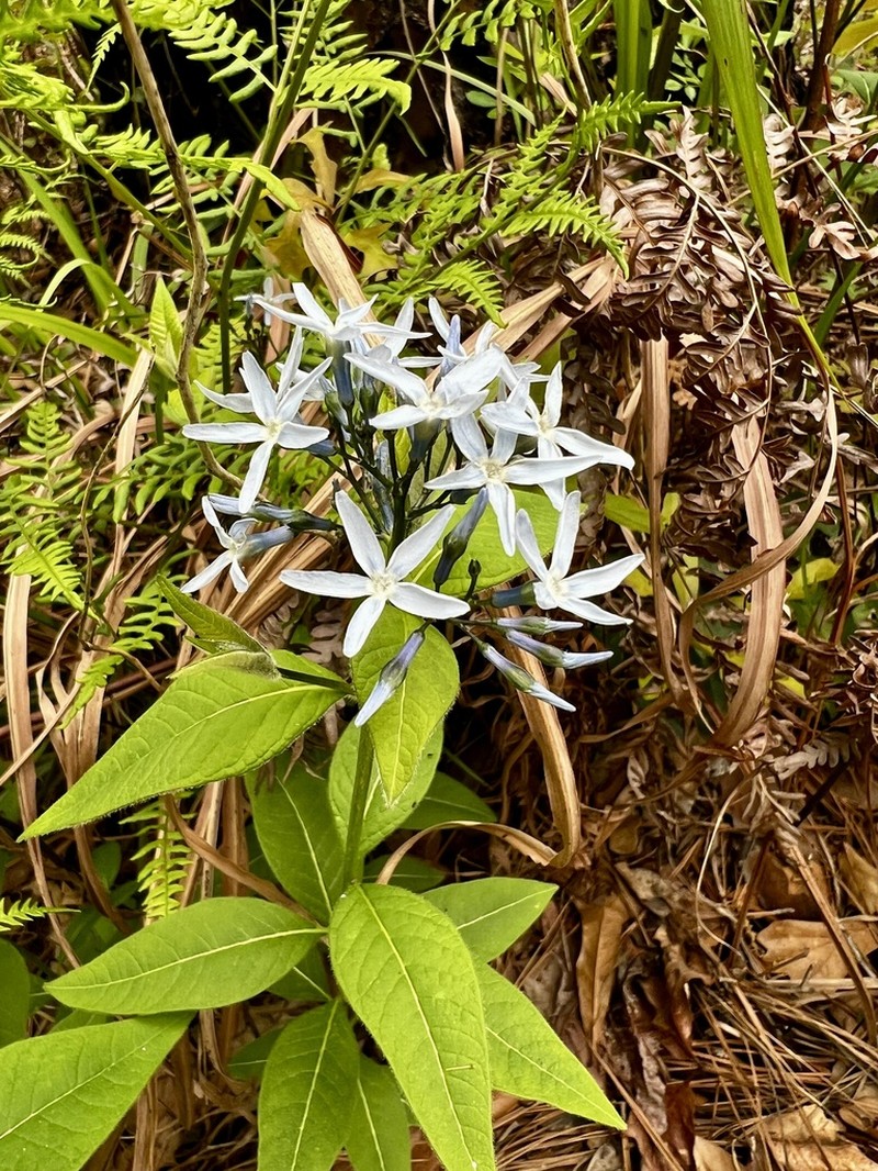 Louisiana Bluestar photo 7