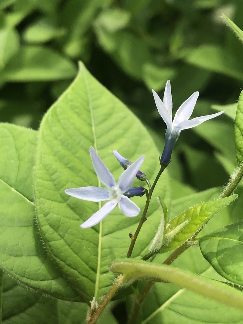 Louisiana Bluestar photo 8