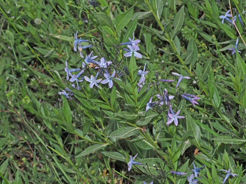 Amsonia orientalis