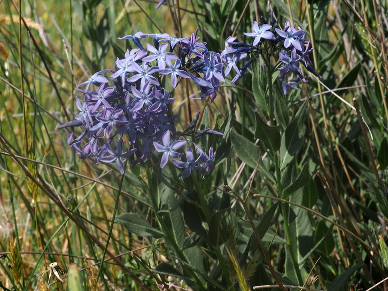 Amsonia orientalis photo 2