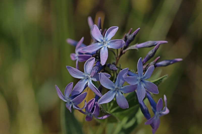 Amsonia orientalis photo 3