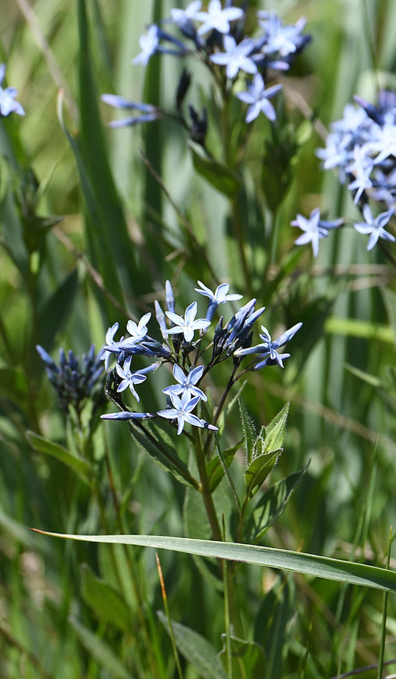 Amsonia orientalis photo 4